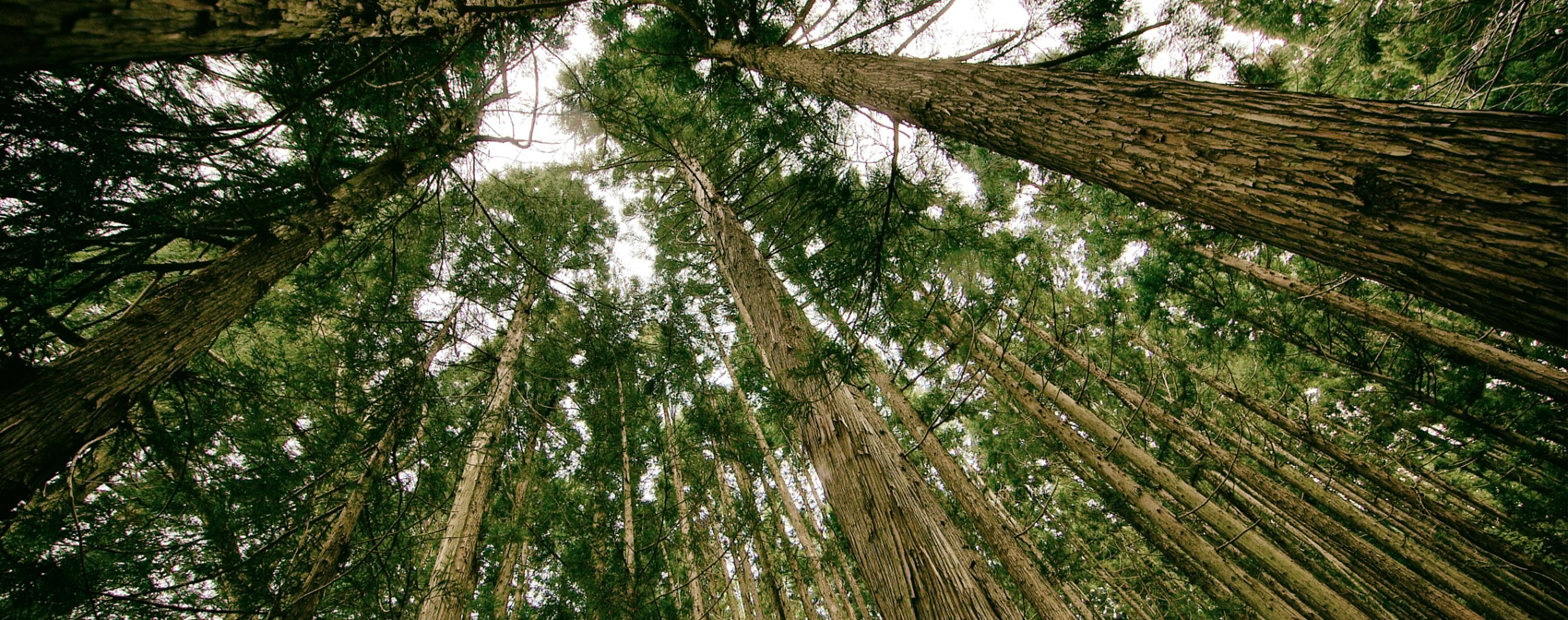 a vertical photo taken in the middle of a forest with pine trees shooting upwards